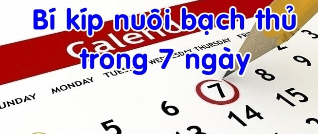 Nuôi bạch thủ trong khung 7 ngày bí quyết chơi không nên bỏ qua